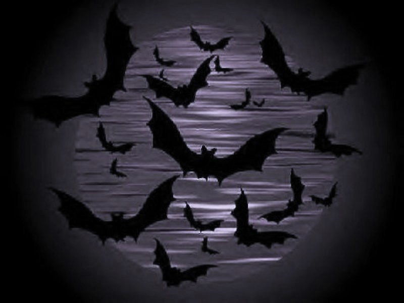Beautiful Wallpapers Bats Wallpaper Afalchi Free images wallpape [afalchi.blogspot.com]
