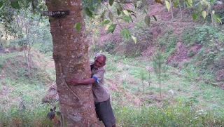 Pahlawan Sesungguhnya Pelestari Hutan Mbah Sudiman