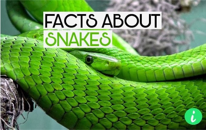 10 Weird Facts About Snakes | Scary Snakes Facts - InfoHifi
