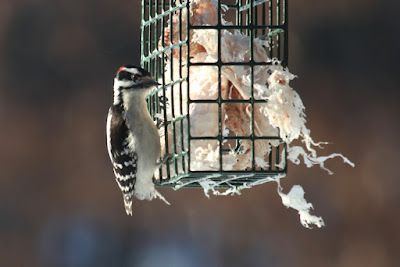 male downy woodpecker at suet feeder