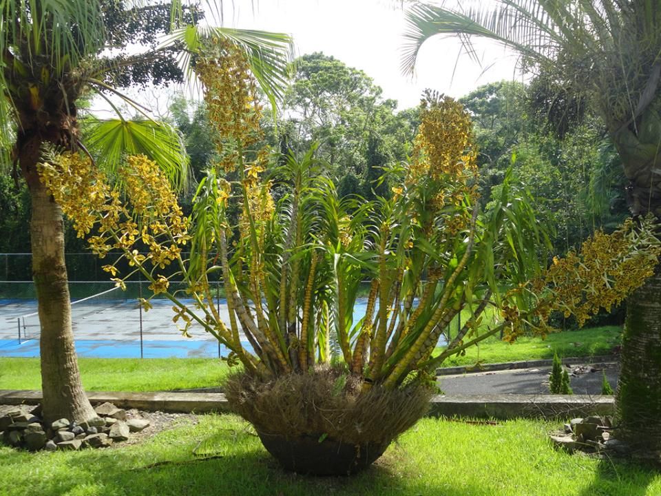 Grammatophyllum speciosum es la orquídea más grande del mundo