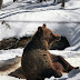 Μυρίστηκαν Άνοιξη ....και  ξύπνησαν οι αρκούδες !