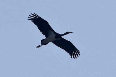 Black Stork - winter visitor Rare