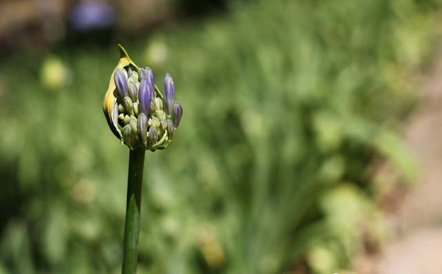 African Lily Flowers Pictures