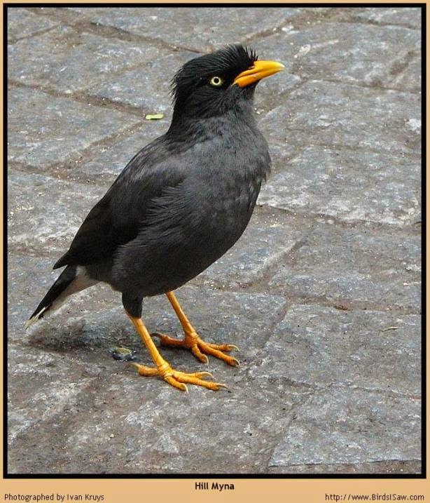 BERJALAK GAMBAR BURUNG JALAK KEBO 4 BERJALAK GAMBAR BURUNG JALAK KEBO 4