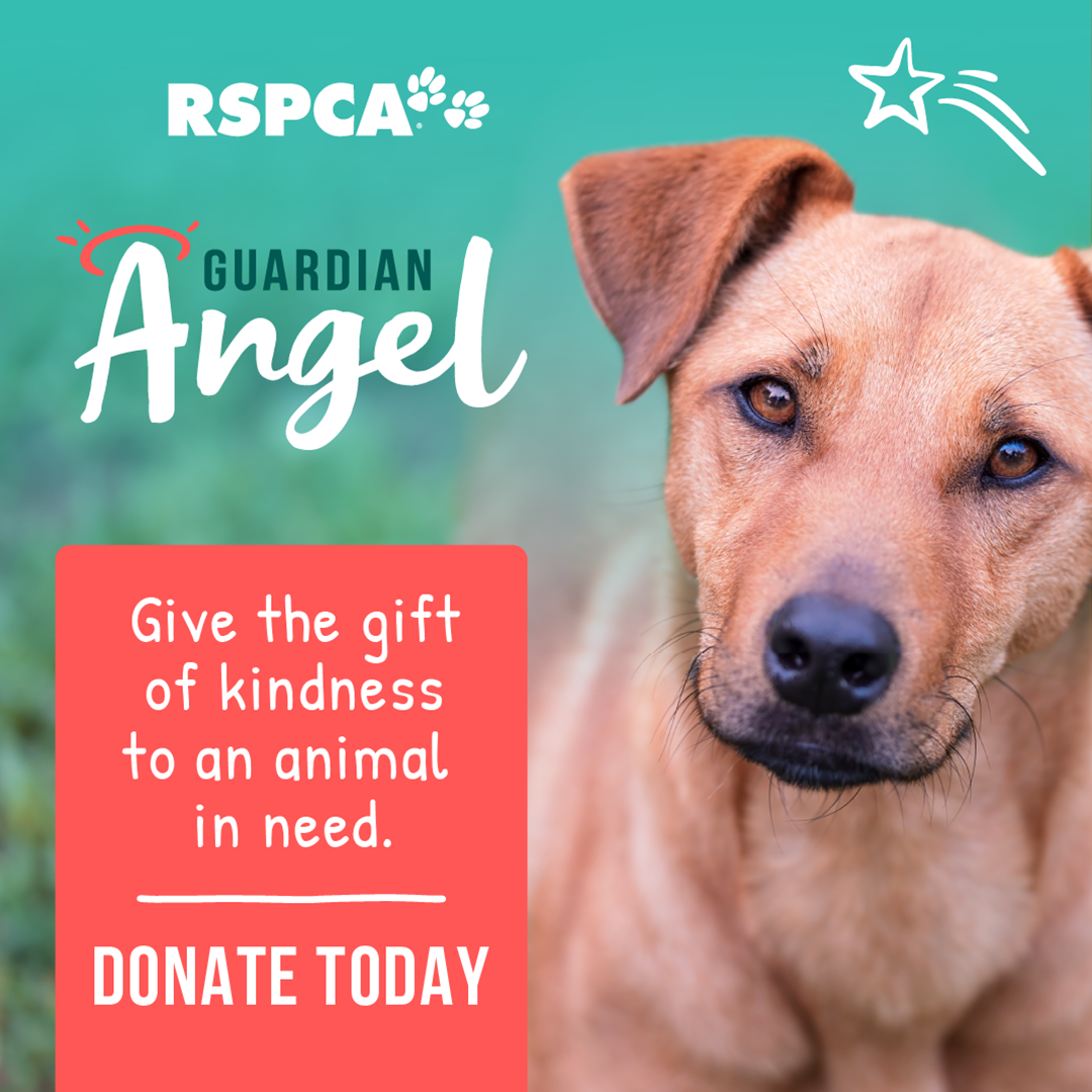 27,114 animals in urgent need of Guardian Angels | Australian Dog Lover