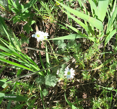 prairie mouse-ear, Cerastrium arvense