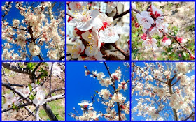 white blossoms photo collage