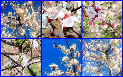 white blossoms photo collage