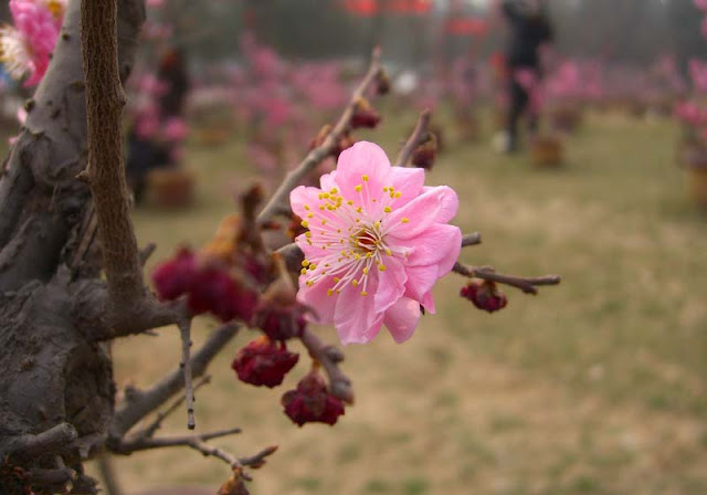 Plum Flowers