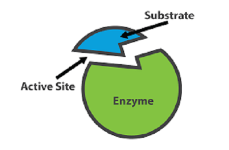 What is enzyme immunoassay
