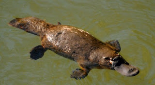 Platypus