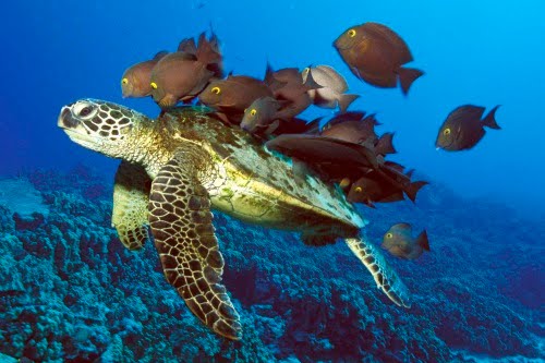 Viaje por el fondo del mar IV (Animales Acuáticos)