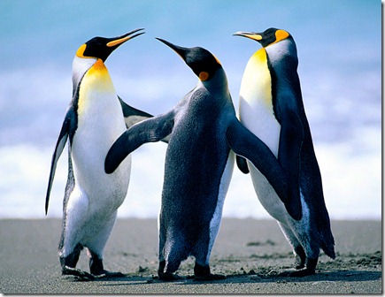 Penguins