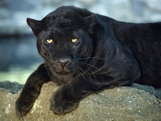 Black Panther HD Wallpapers, black panther, wild animal, wild black panther images, 