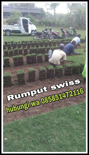 Info harga rumput swiss di malang ( foto kerja kita terbaru ) April Tahun 2024