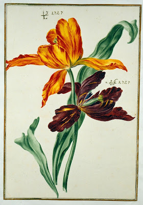 watercolour from Karlsruher Tulpenbuch