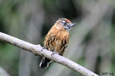 Carpinterito ocráceo Picumnus nebulosus