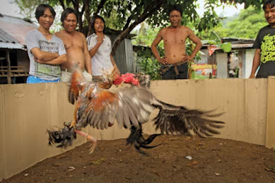 trik menang ayam aduan dengan cara curang, trik menang ayam aduan dengan cara curang, cara ayam menang, cara agar ayam menang di adu, cara ayam jago menang tarung, cara agar ayam jago menang cara, membuat ayam jago menang, cara agar ayam menang tarung, cara membuat ayam menang tarung