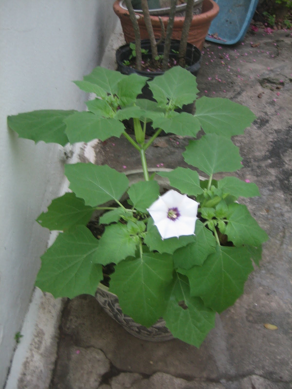 THORN APPLE IN EAST GARDEN