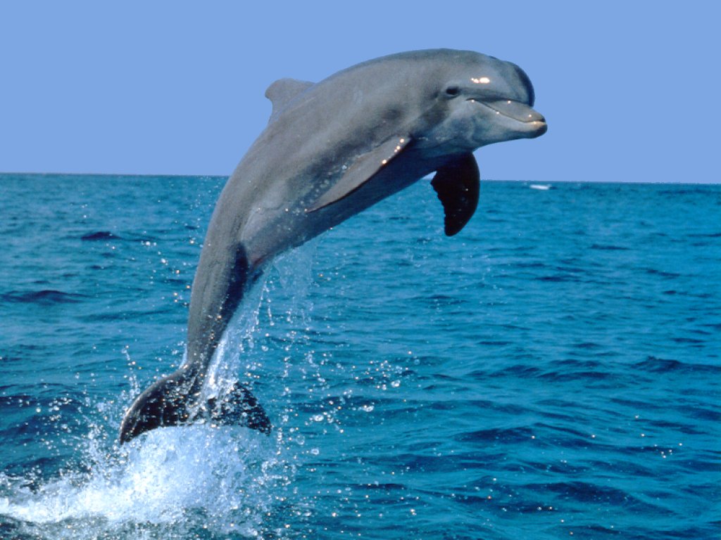 Animal Photo: Dolphin friendly Animals