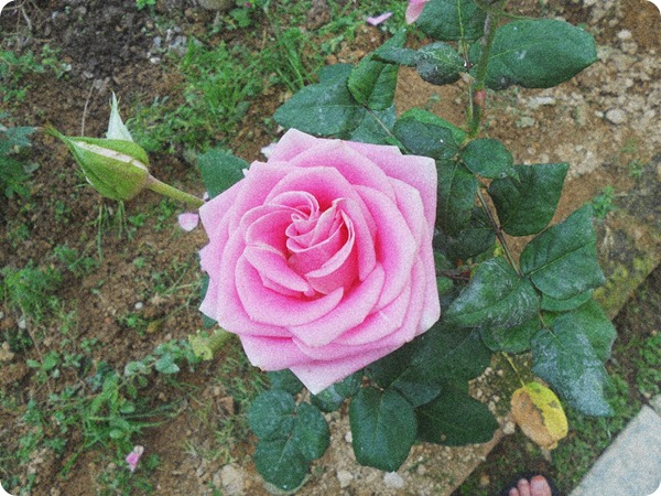 DSCN5104