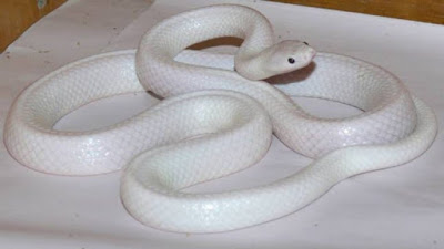 Rare white snake found in Australia