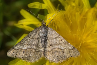 Para ampliar Isturgia (Tephrina) murinaria (Denis & Schiffermüller , 1775)  hacer clic