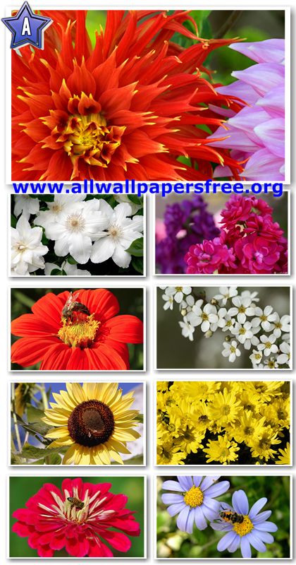 40 Beautiful Flowers Wallpapers 1920 X 1200 [Set 9]