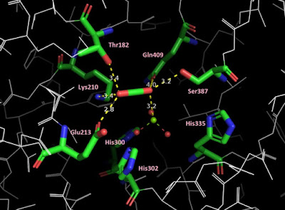 Arguing from an assumption of evolution as well as personal preference, the RubisCO enzyme is said to be evidence against creation. Look more closely.