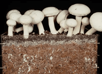 Growing mushroom vegetable | Mushroom Learning Center Kolhapur