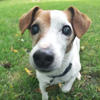 Jack Russell terrier, looking hopeful