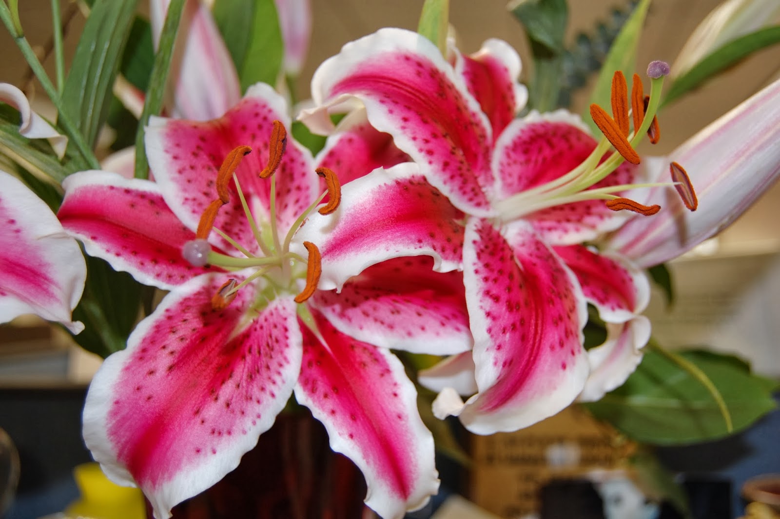  Gambar  Bunga Lily  Stargazer Topik Pedia