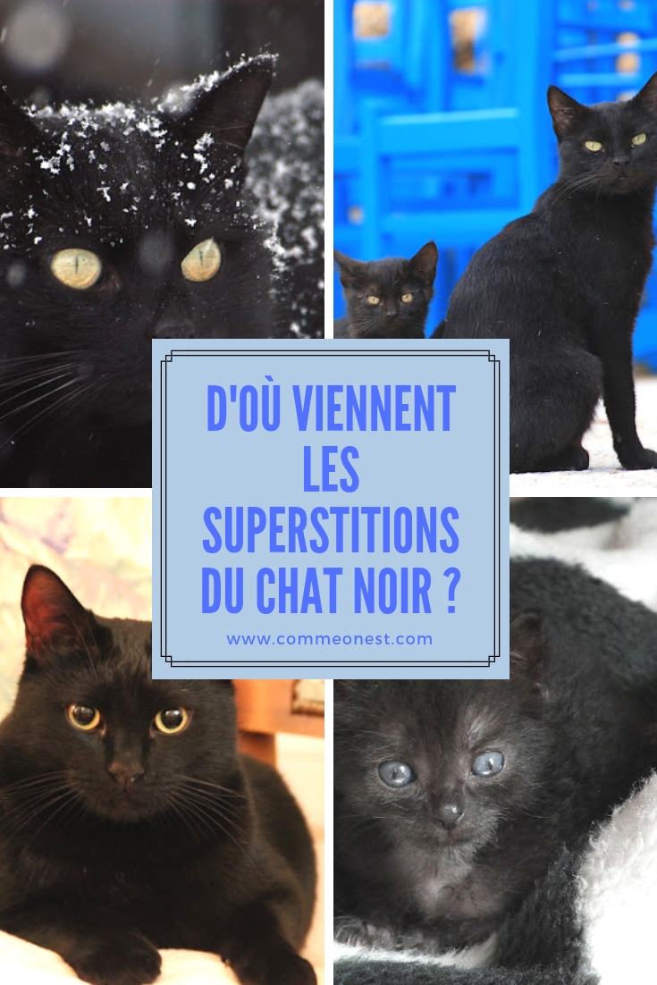 D Ou Viennent Les Superstitions Du Chat Noir Comme On Est