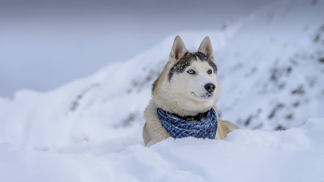 Dogs in winter HD Wallpapers