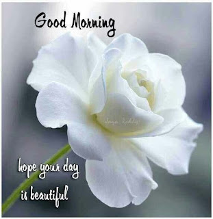 good morning images flower white