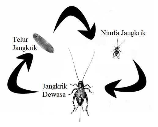 Metamorfosis jangkrik