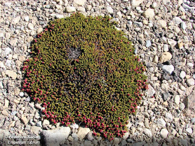 flora de las malvinas