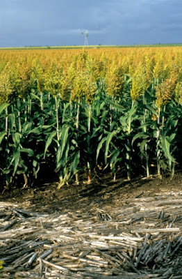 Sorghum is drought-resistant. Researchers have seen the relationship between microbes on the roots and how they all adapt to drought conditions.