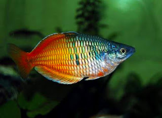 Ikan Hias Rainbow Mengenal Ciri Ciri Jenis dan Perawatannya Lengkap