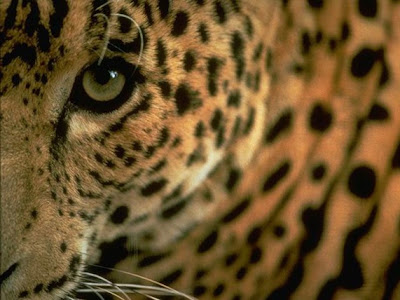 Jaguar Eyes Closeup