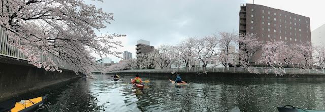 Japan cherry blossoms