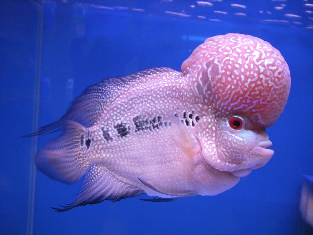 Flowerhorn The Hybrid Cichlids: How to Know Male or Female ...