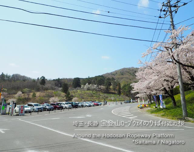 長瀞･宝登山ロープウェイ乗り場付近の桜