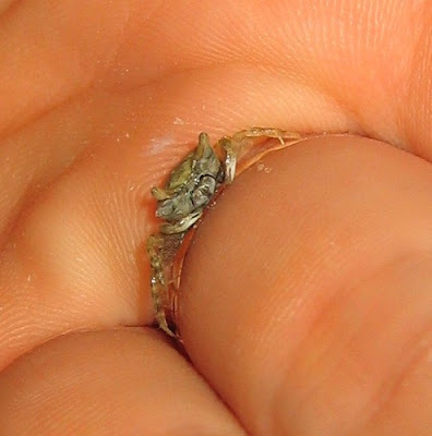 Tiny Crab