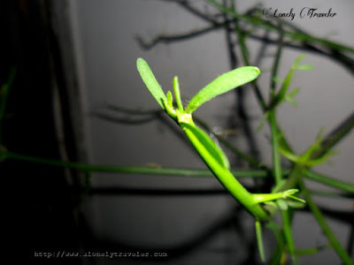 Milk bush - Euphorbia tirucalli