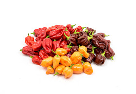 Red, orange and chocolate habaneros close up