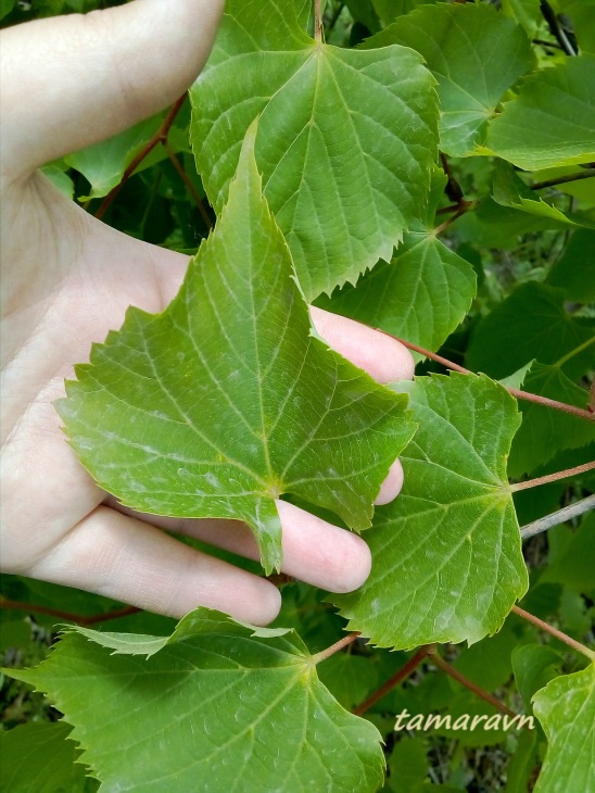 Липа амурская (Tilia amurensis)