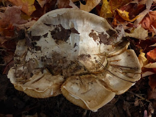 Tricholoma magnivelare - Tricholome à grand voile