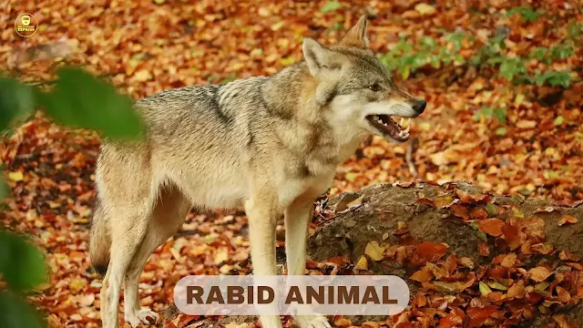 rabies,rabies in animals,rabies symptoms in Dogs,symptoms of rabies in animals,animals with rabies,stages of rabies in dogs,rabid animal,what animals carry rabies,how do animals get rabies